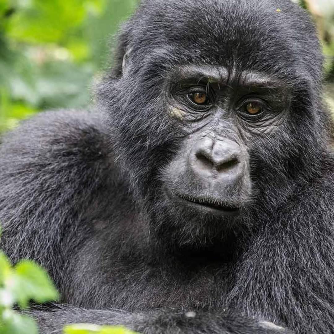 Gorilla Safari Lodge Rubuguli Exterior foto