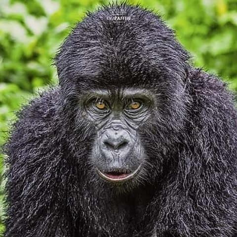 Gorilla Safari Lodge Rubuguli Exterior foto